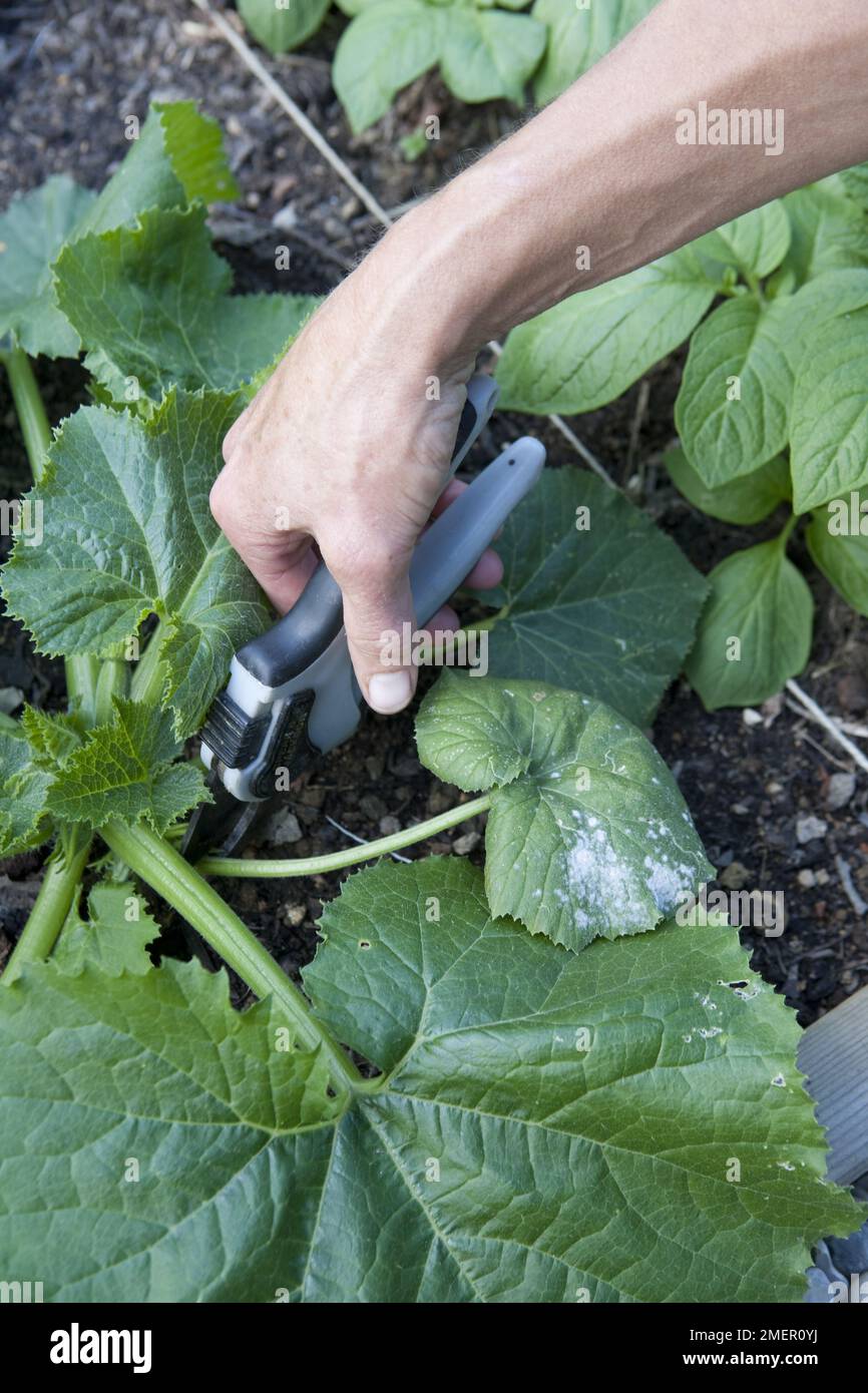 Removing diseased leaf from Courgette, Parador, cucurbit, plant growing