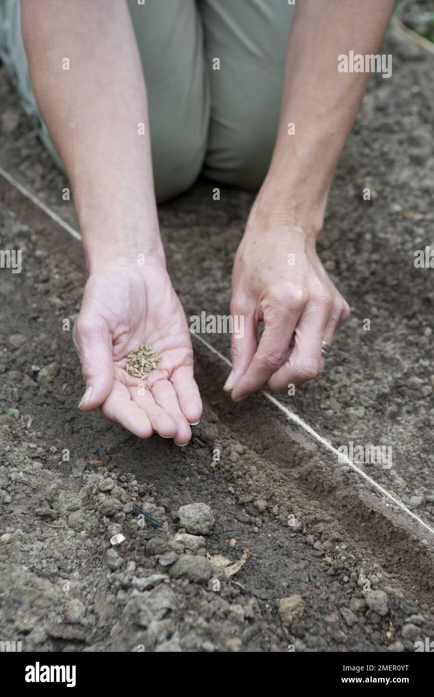 Sowing Florence fennel, Victoria, seeds by hand Stock Photo