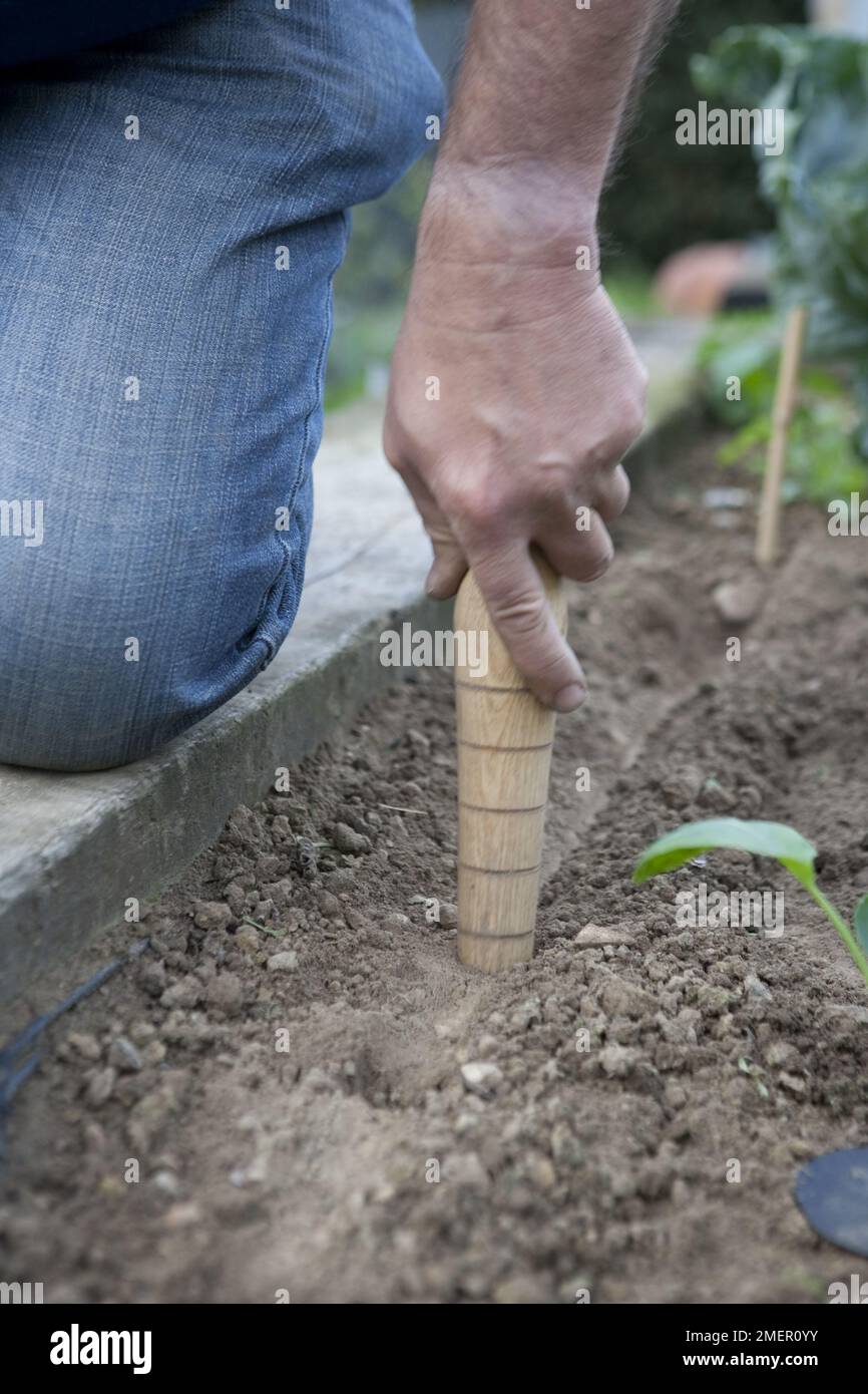 Planting out, creating planting holes using a dibber Stock Photo