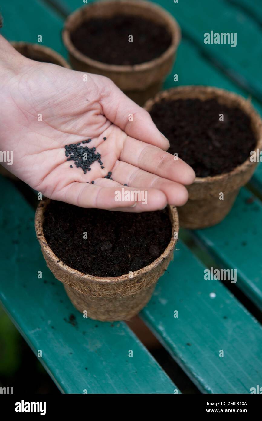 Sowing Spring onion, White Lisbon, salad onions, spring onions into pots Stock Photo