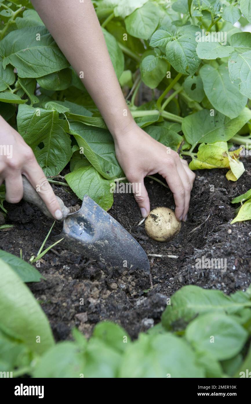 Harvesting Potatoes, Melody, root crop, checking tubers for maturity using a hand trowel Stock