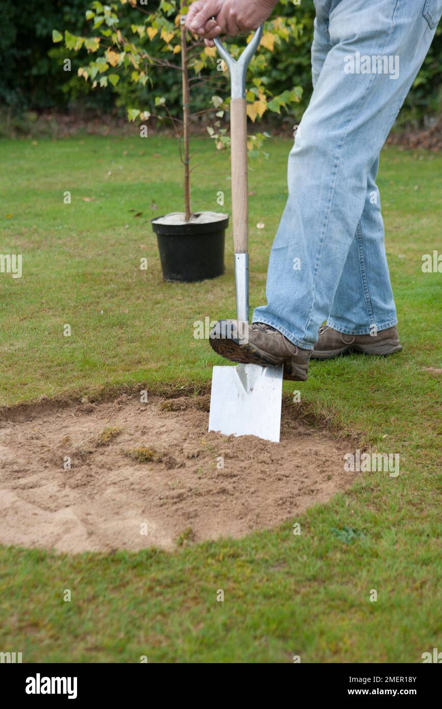 Digging hole in lawn to plant young tree Stock Photo Alamy