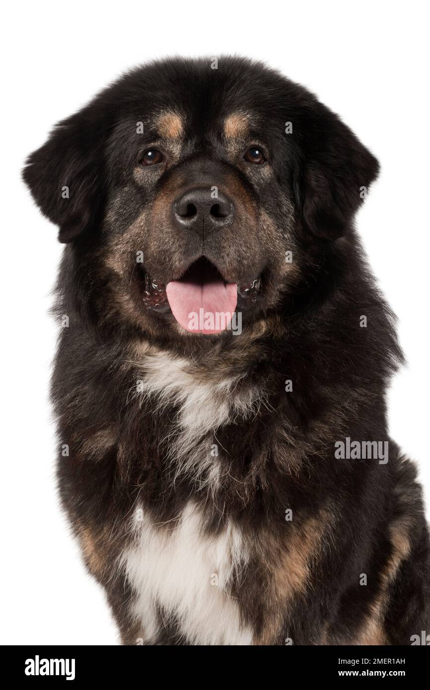 Black and cheap tan mastiff