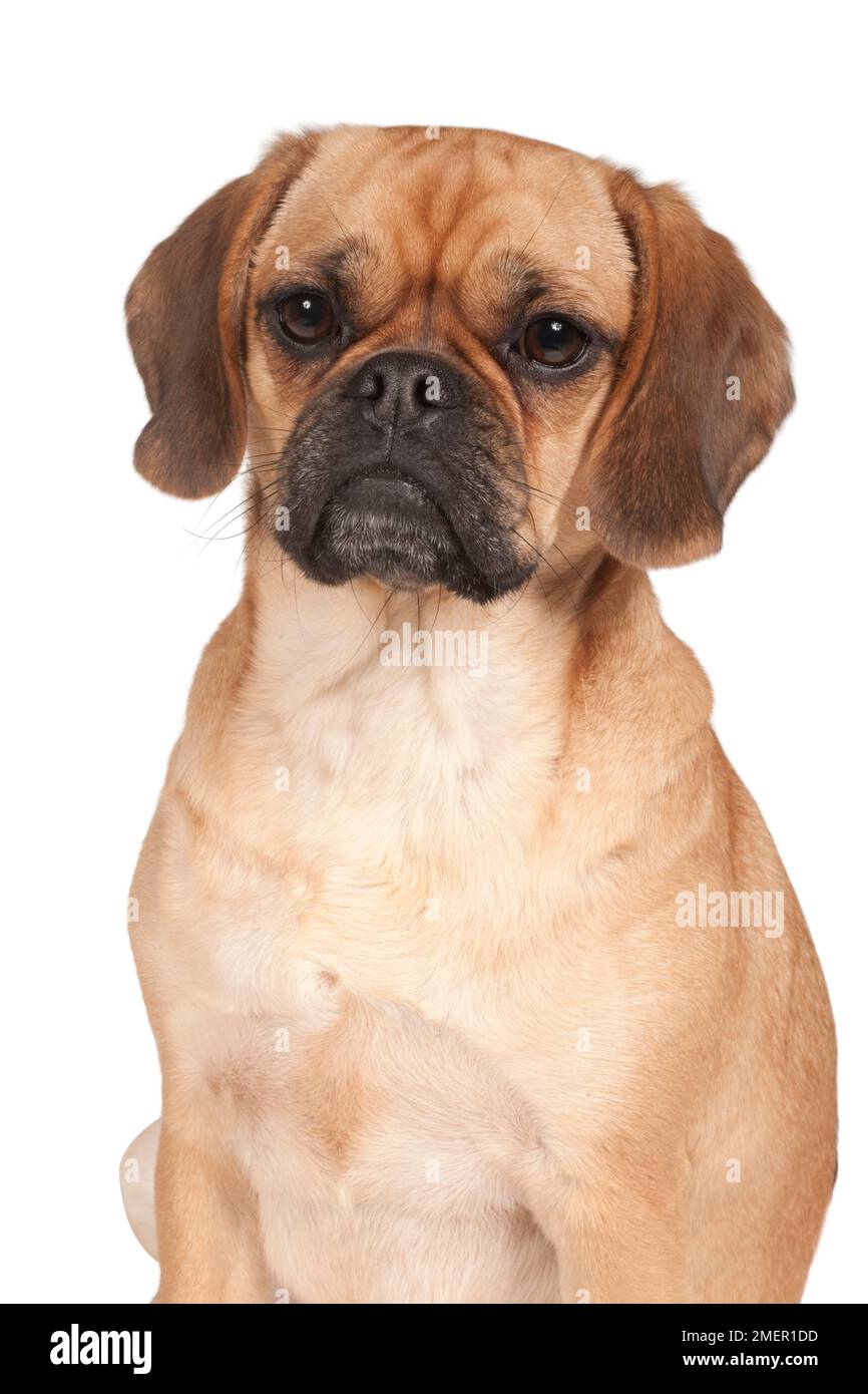 Bulldog puggle sales