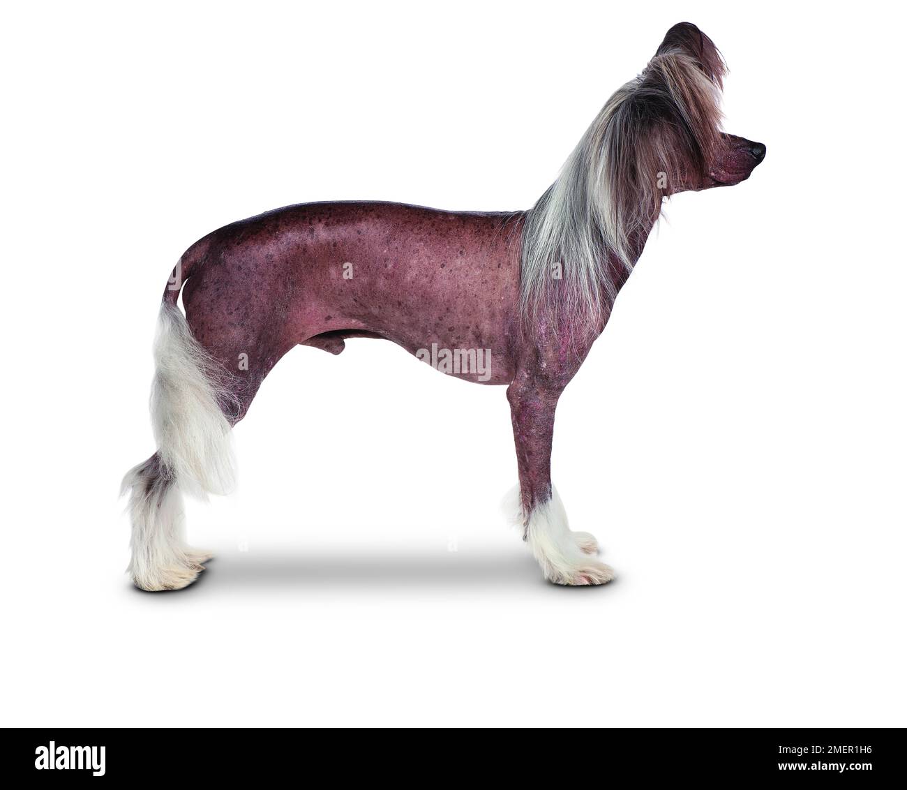 Chinese Crested Stock Photo