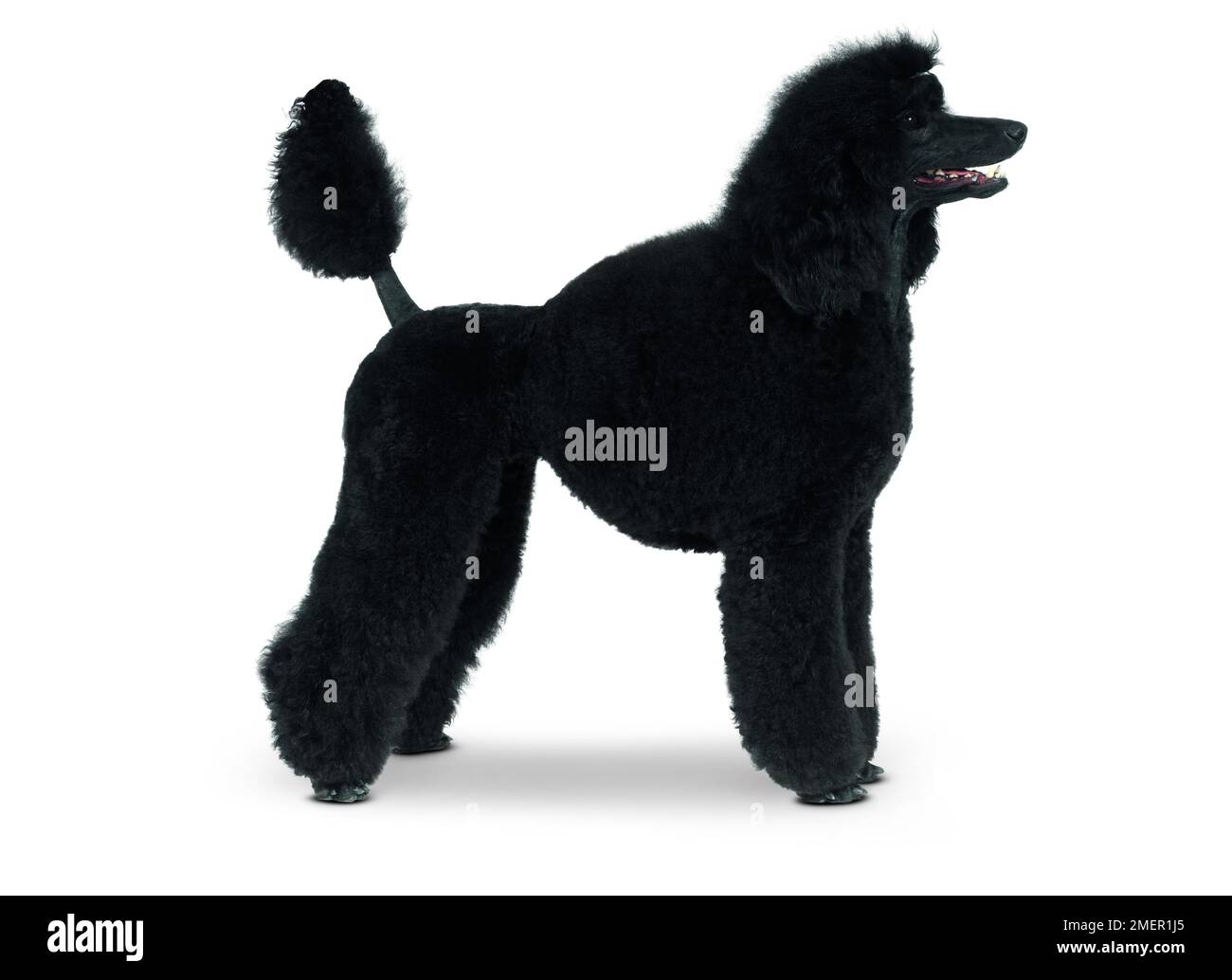 Black Miniature Poodle, standing, side view Stock Photo