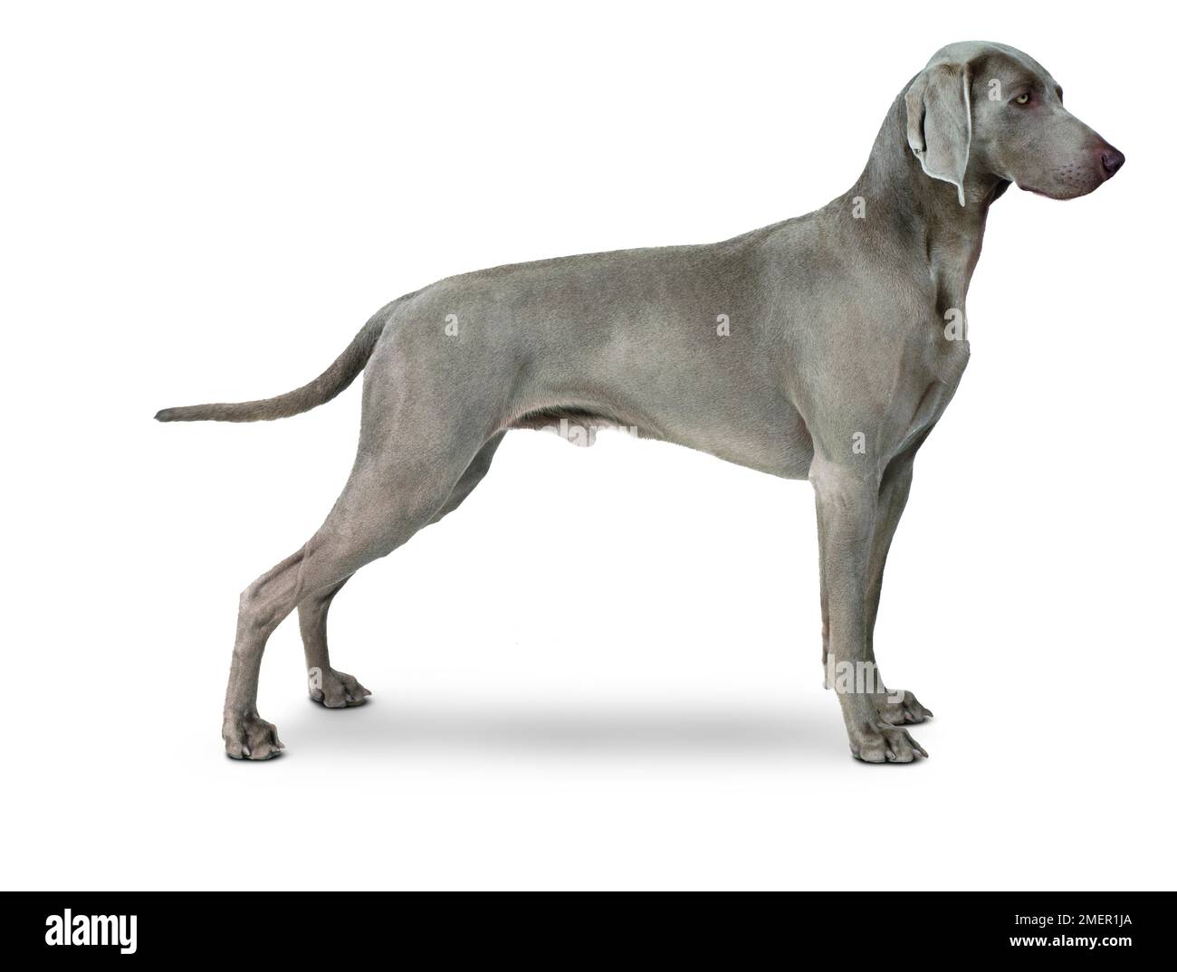 Male Weimaraner, standing, side view Stock Photo Alamy