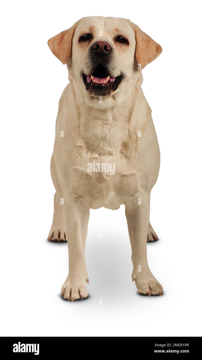 Male Labrador Retriever, standing, front view Stock Photo Alamy