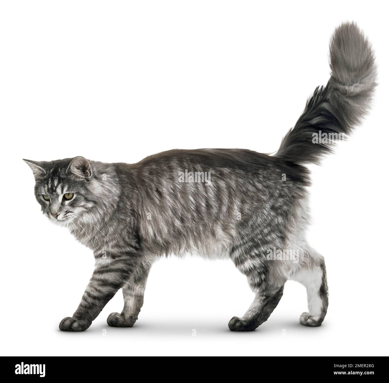 Birman Cat sitting Stock Photo - Alamy