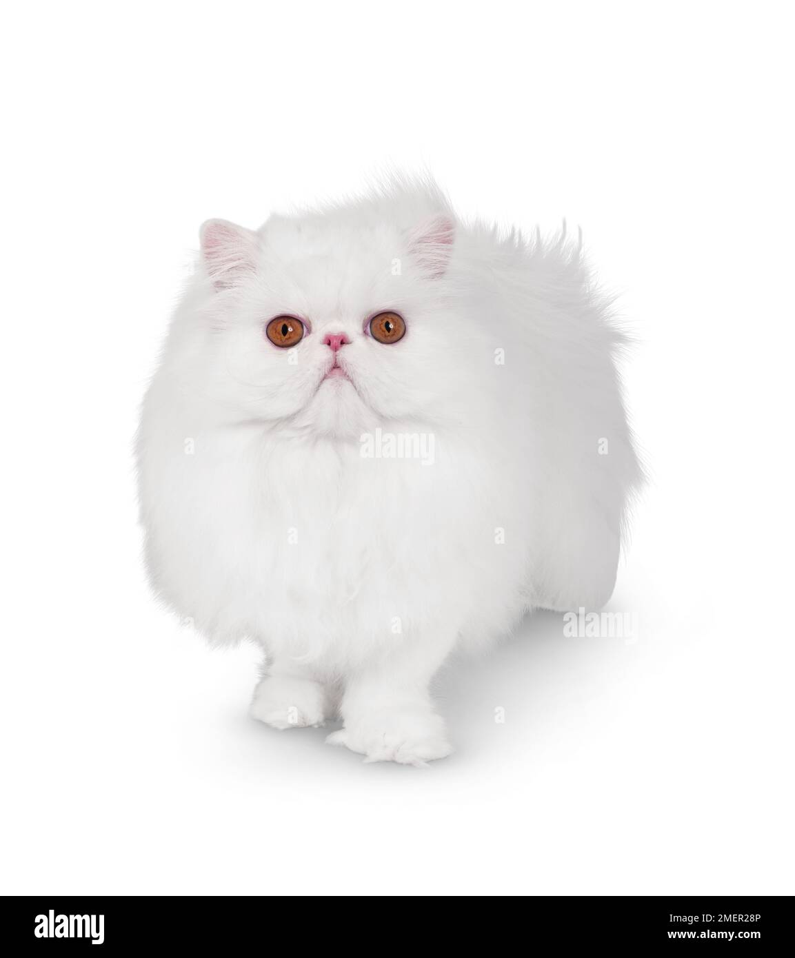 Oranged-eyed White Persian cat standing looking at camera, front view Stock Photo