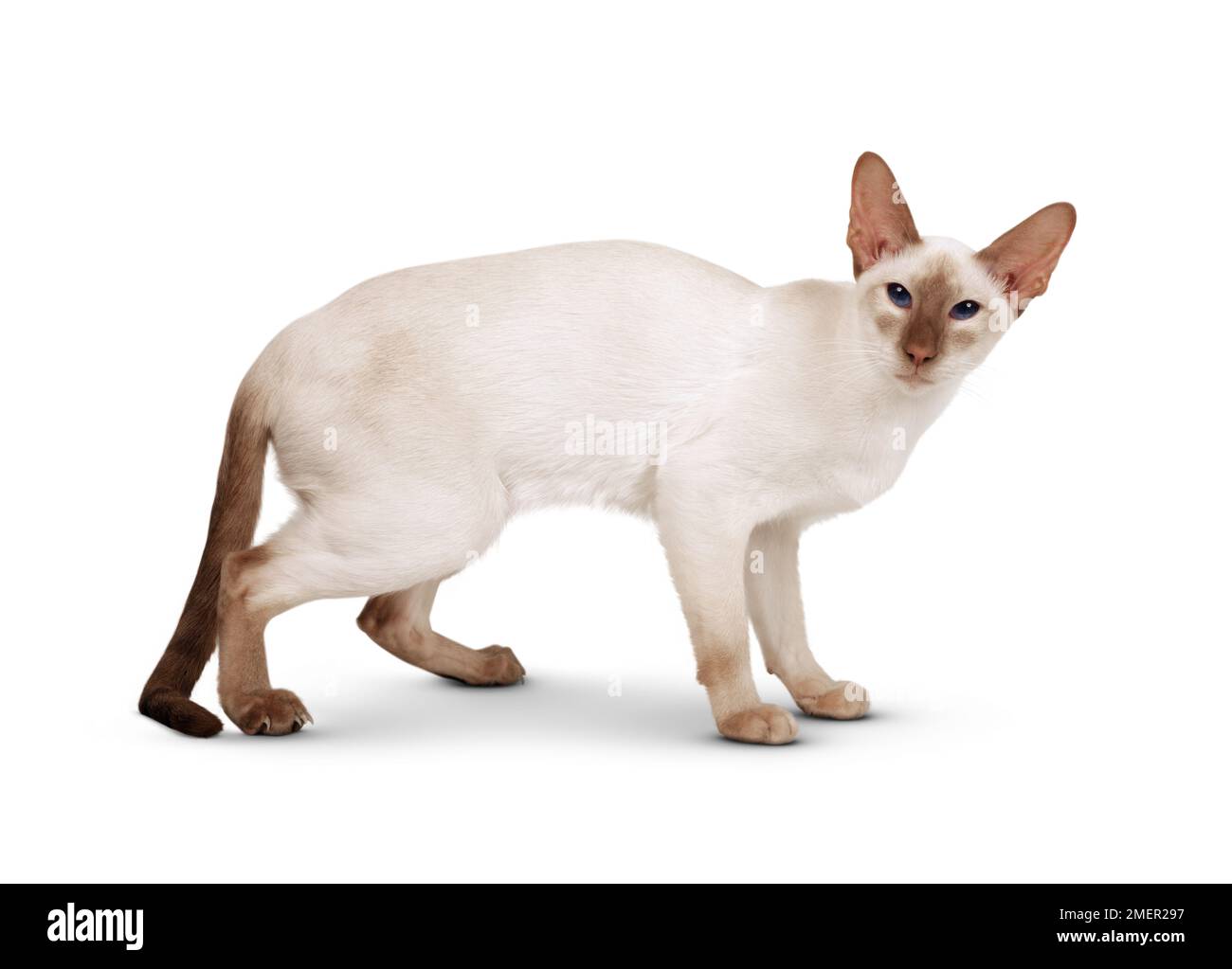 Female Cinnamon Point Siamese cat with blue eyes, standing, looking at camera, side view Stock Photo