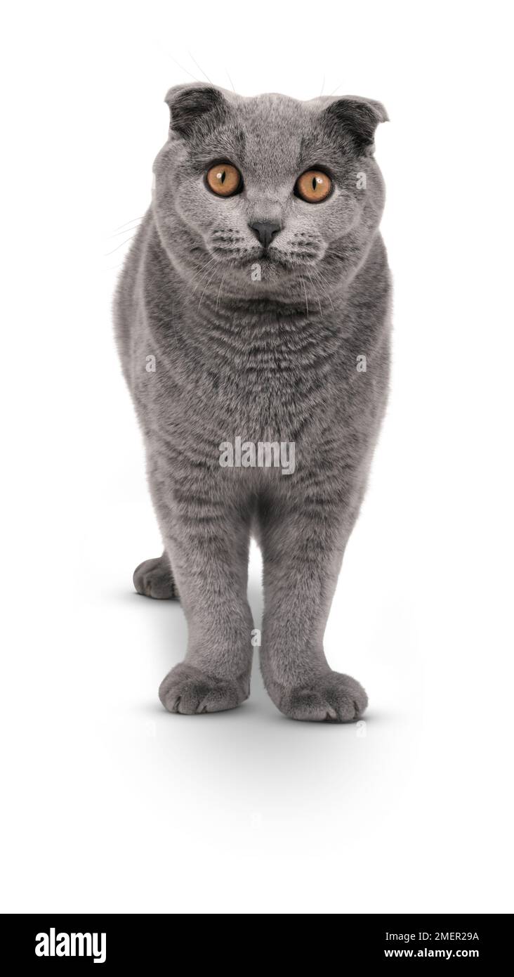 Adult male Blue Scottish Fold cat with golden yellow eyes, standing, front view Stock Photo