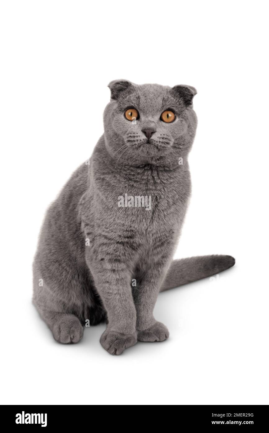 Adult male Blue Scottish Fold cat with golden eyes, sitting, looking at camera, front view Stock Photo