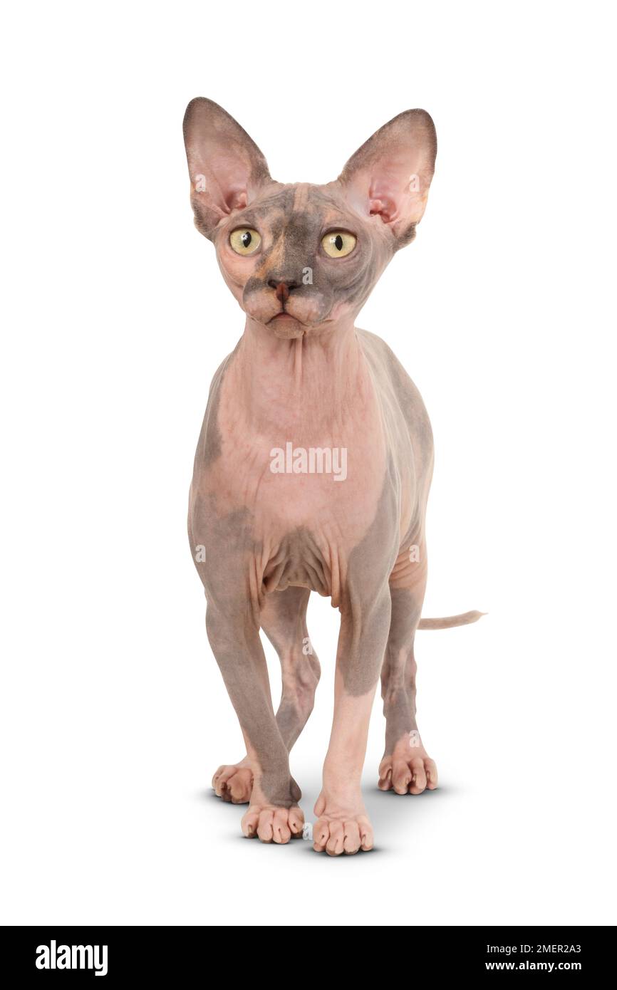 Purebred adult Sphynx cat with yellow eyes, standing, looking at camera, front view Stock Photo