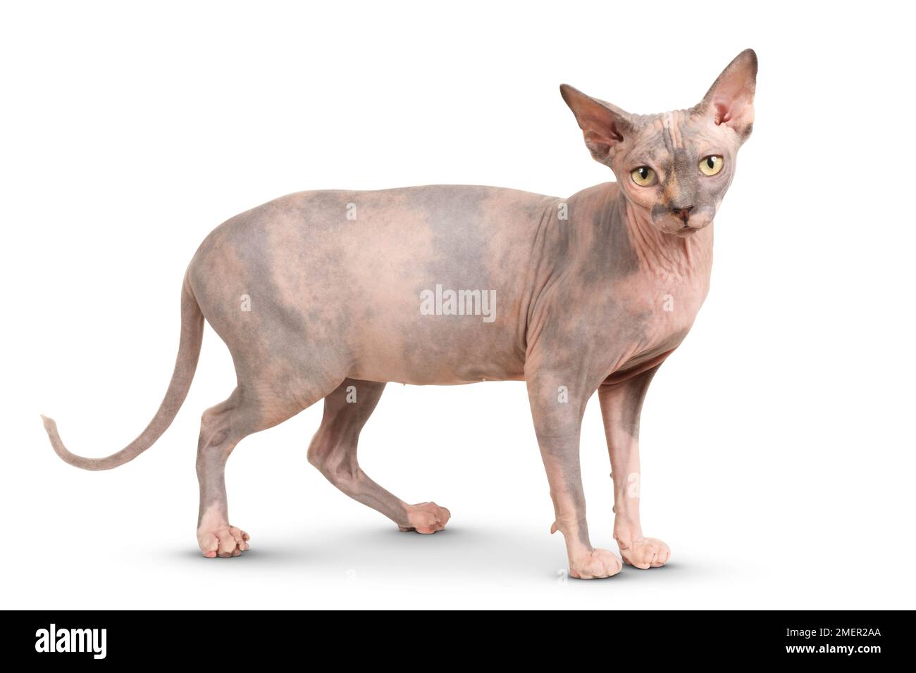 Purebred adult Sphynx cat with yellow eyes, standing, looking at camera, side view Stock Photo