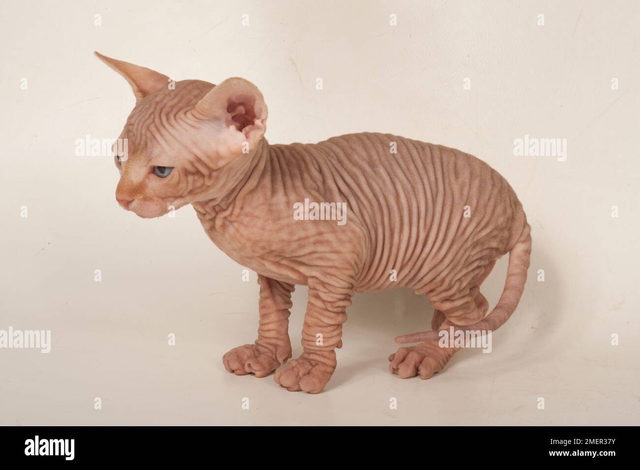 Wrinkly skin of Sphynx kitten Stock Photo Alamy