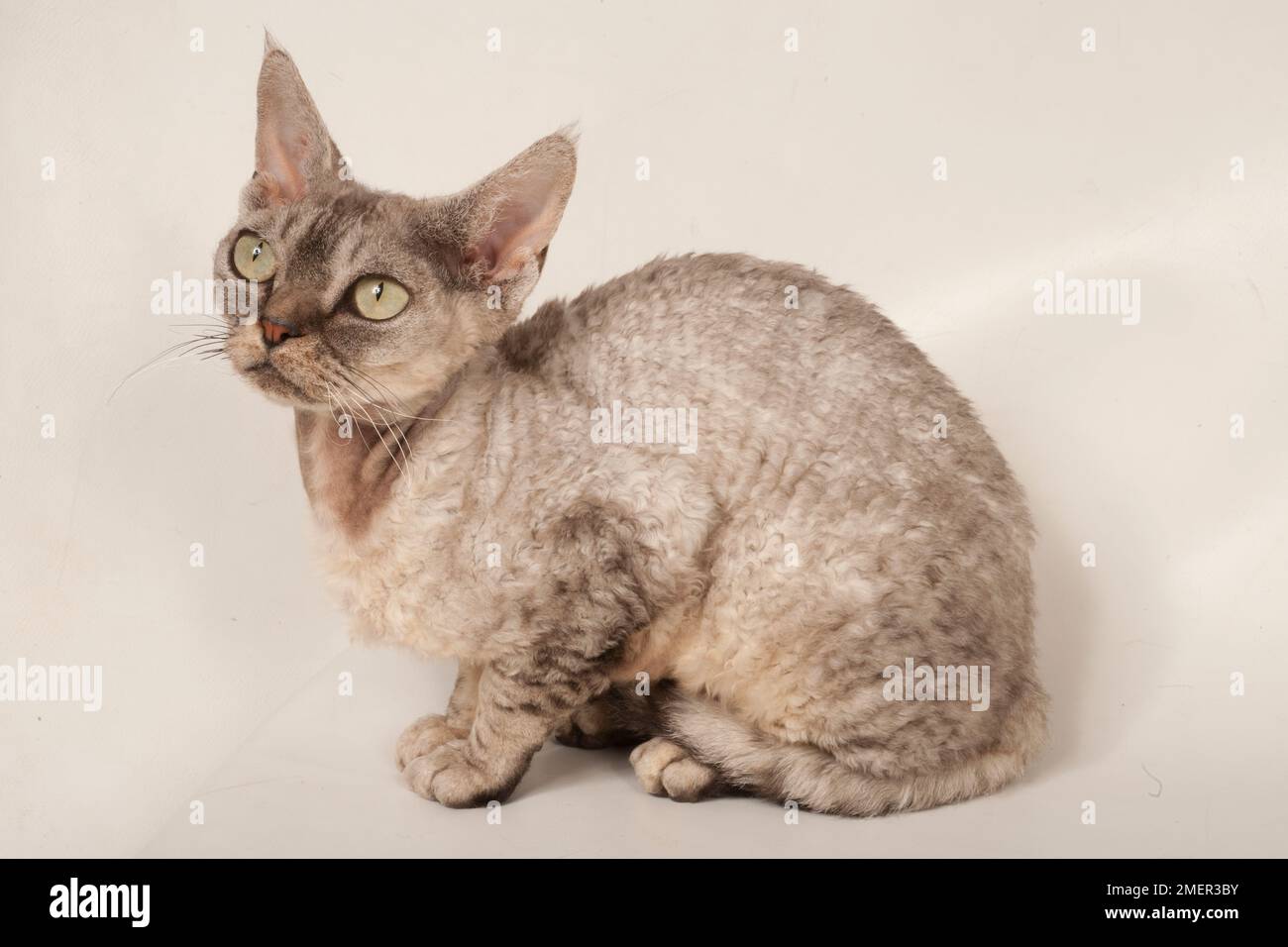 Devon Rex cat Stock Photo