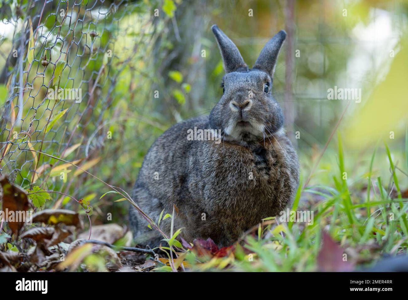 Closeup fluffy black rabbit hi-res stock photography and images - Alamy