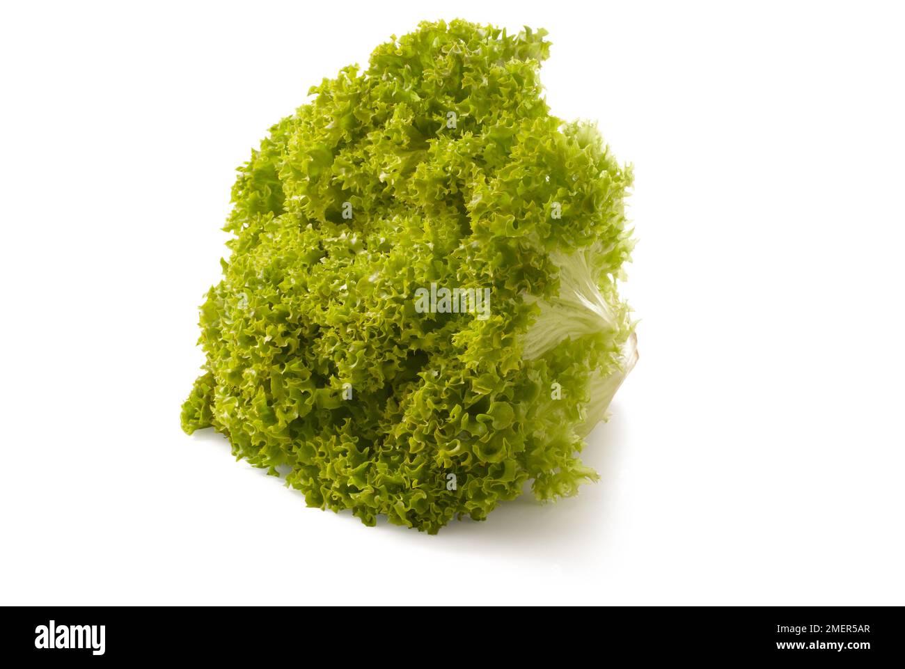 Curly leaf lettuce Stock Photo Alamy