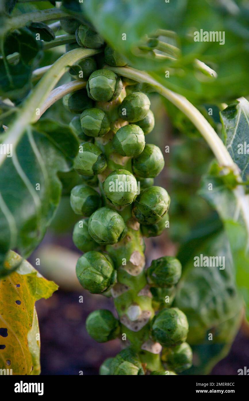 Brussels Sprout 'Revenge' Stock Photo
