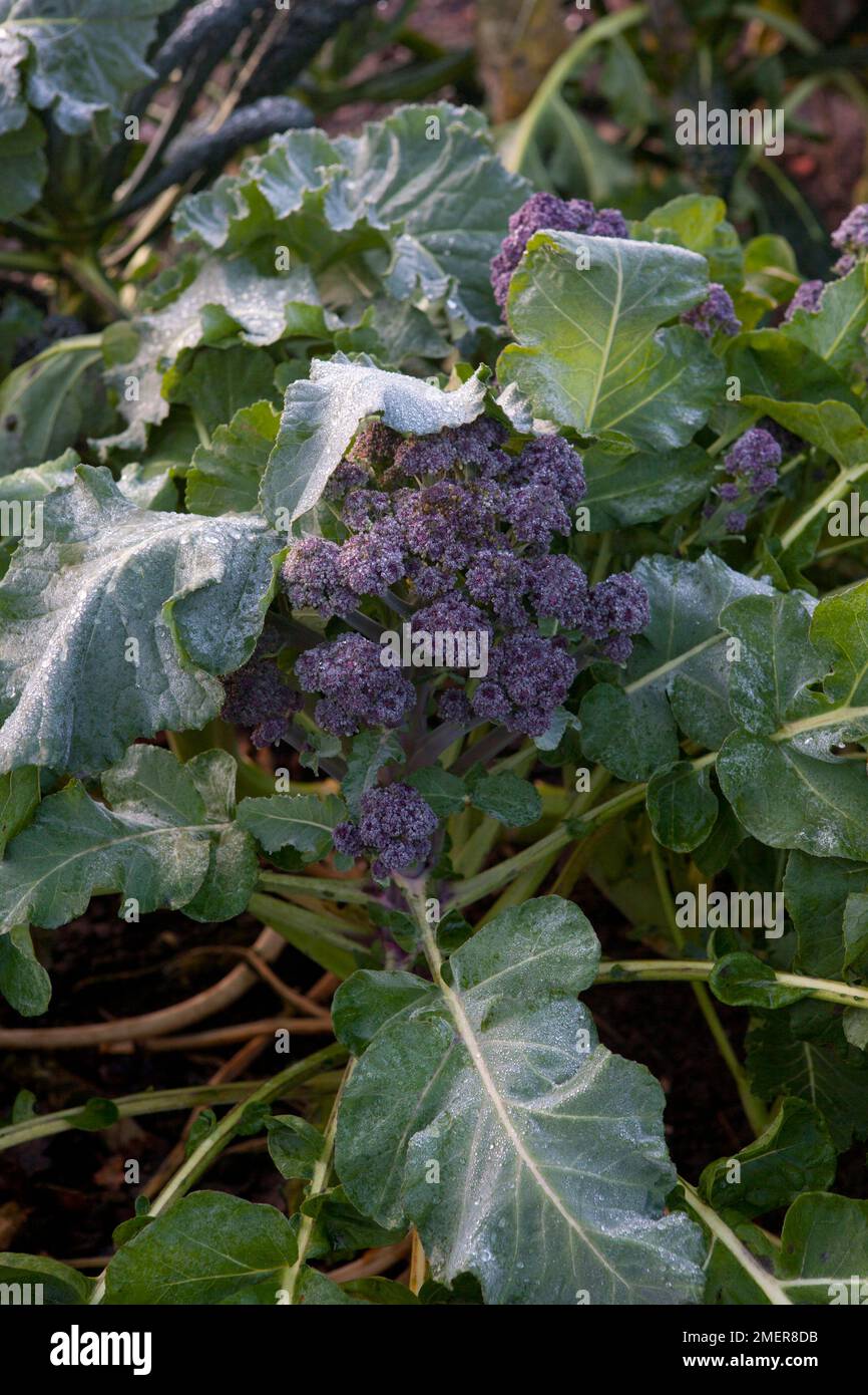 Sprouting broccoli 'Rudolph' in winter Stock Photo Alamy
