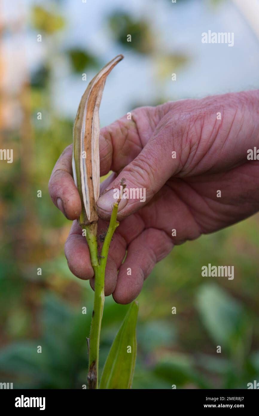 Lily seedhead, collecting seeds Stock Photo Alamy