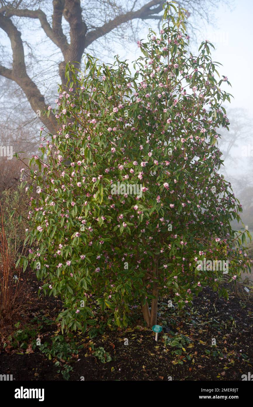Daphne bholua 'Limpsfield' (Nepalese Paper Plant Stock Photo Alamy