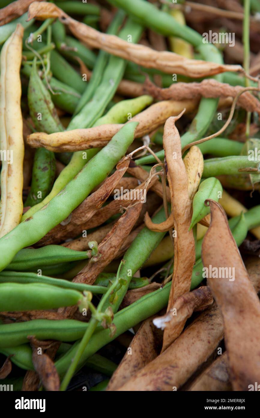 Drying runner beans for seeds Stock Photo Alamy