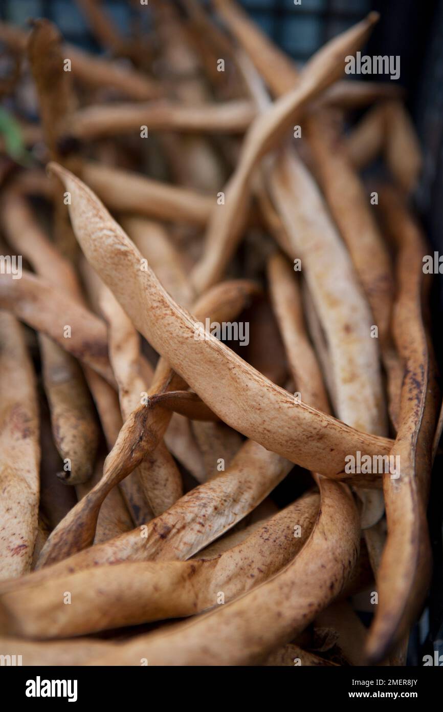 Dried runner beans Stock Photo Alamy