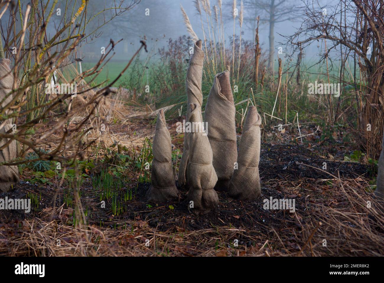 Winter protection plants wrapped to protect against frost Stock Photo