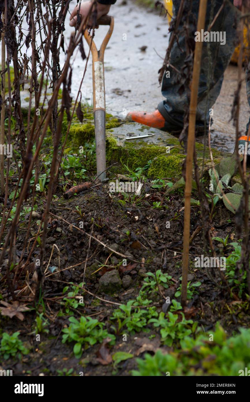 Gardener dividing Aster plant Stock Photo