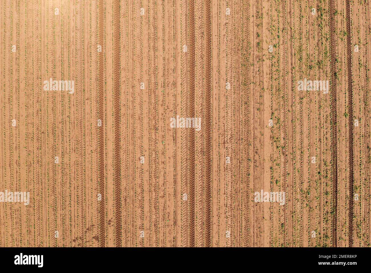 Tractor tyre tracks in soil of cultivated corn crop plantation, directly above aerial shot from drone pov Stock Photo