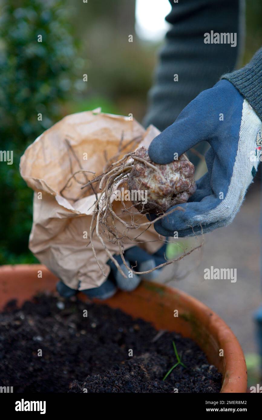 Planting lily bulbs in containers Stock Photo Alamy