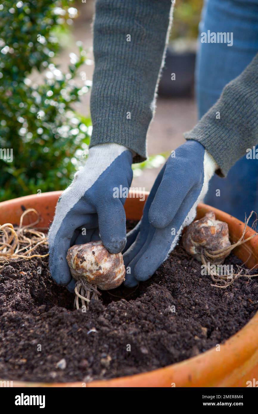 Planting lily bulbs in containers Stock Photo - Alamy