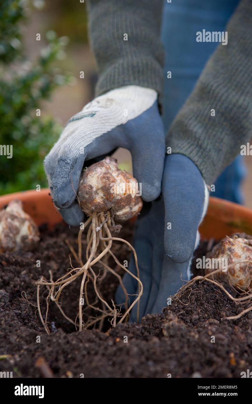 Planting lily bulbs in containers Stock Photo Alamy