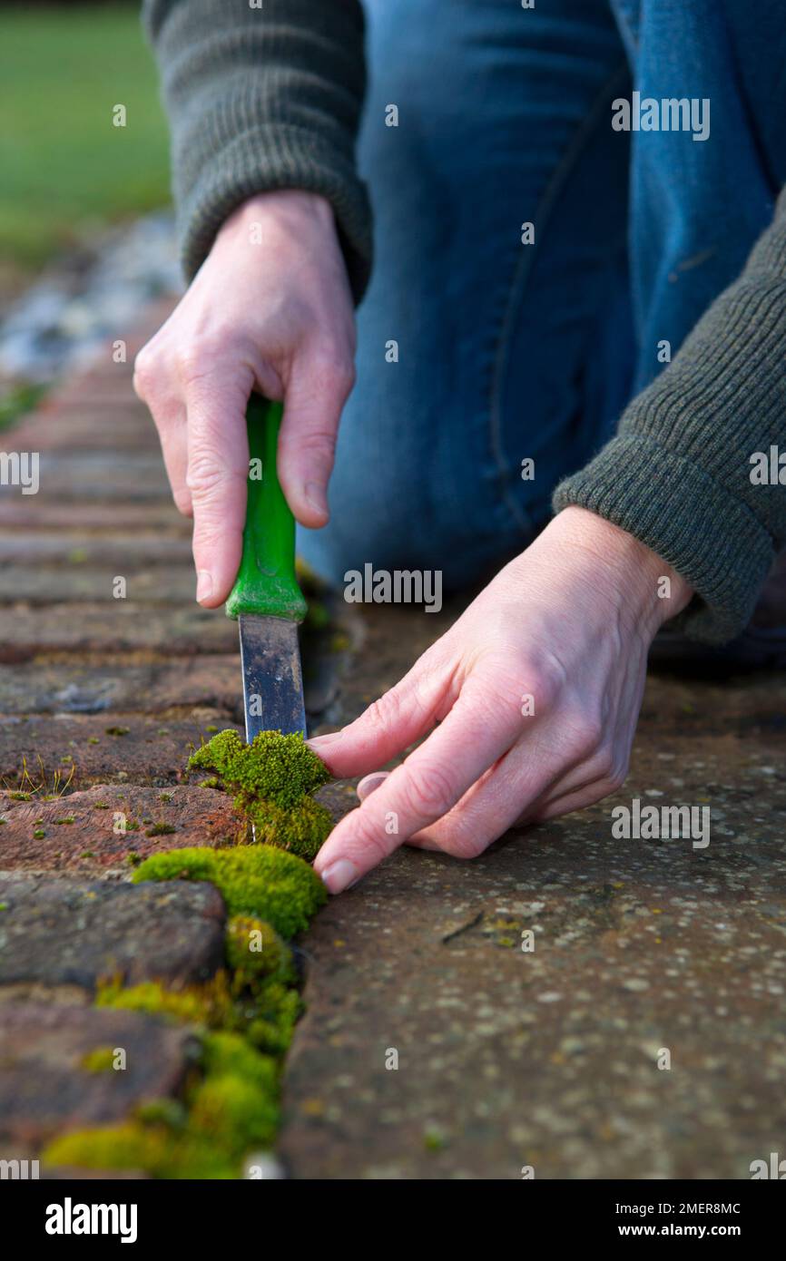 Removing moss from a path Stock Photo Alamy