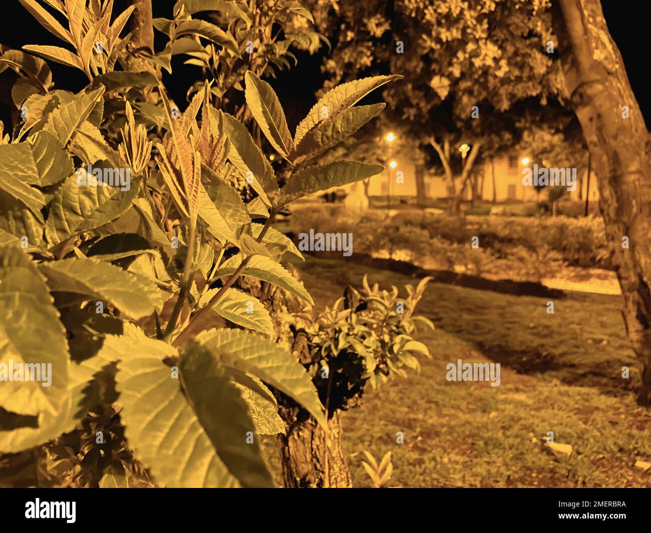 Plants in the night Stock Photo Alamy