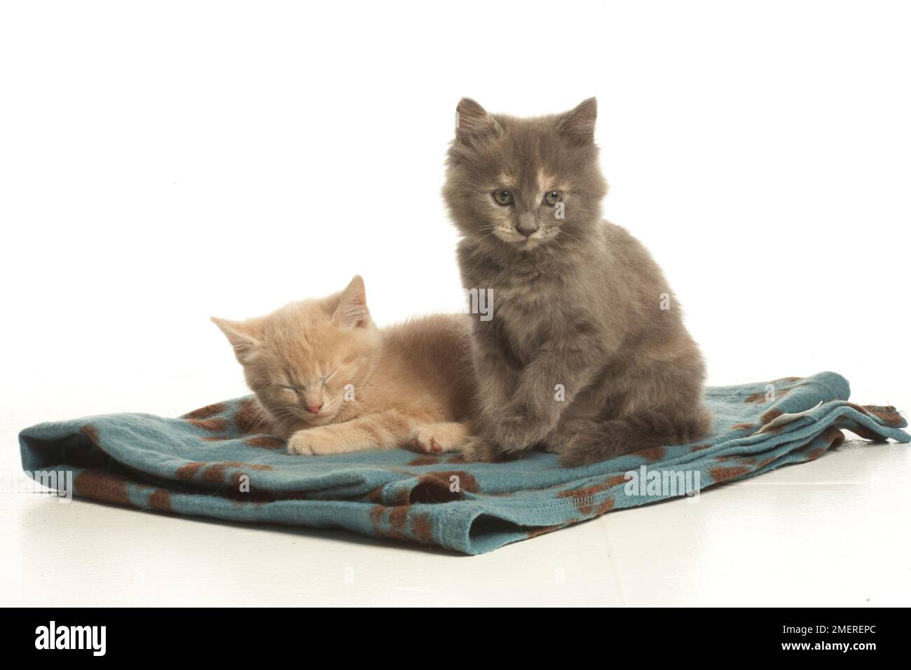 Two kittens sitting on blanket Stock Photo