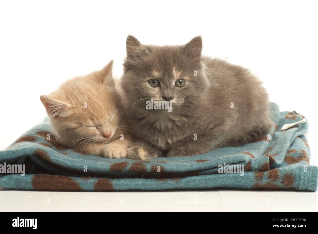 Two kitten sitting on blanket Stock Photo