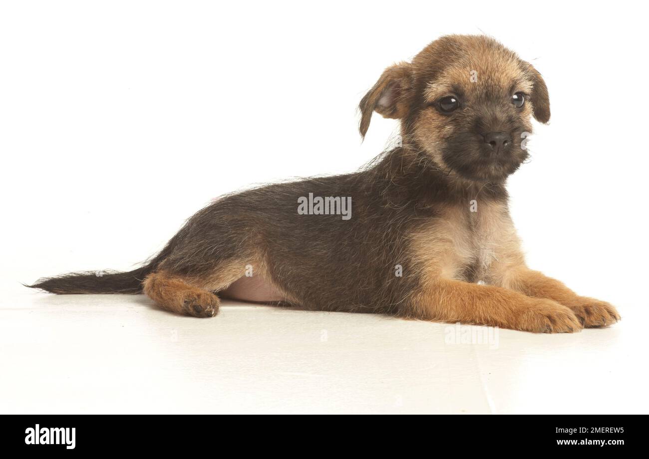 Border Terrier puppy Stock Photo Alamy