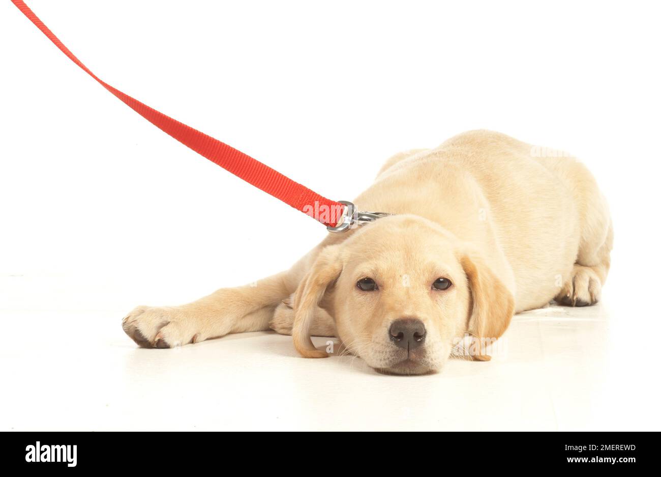 Labrador puppy with lead on Stock Photo - Alamy