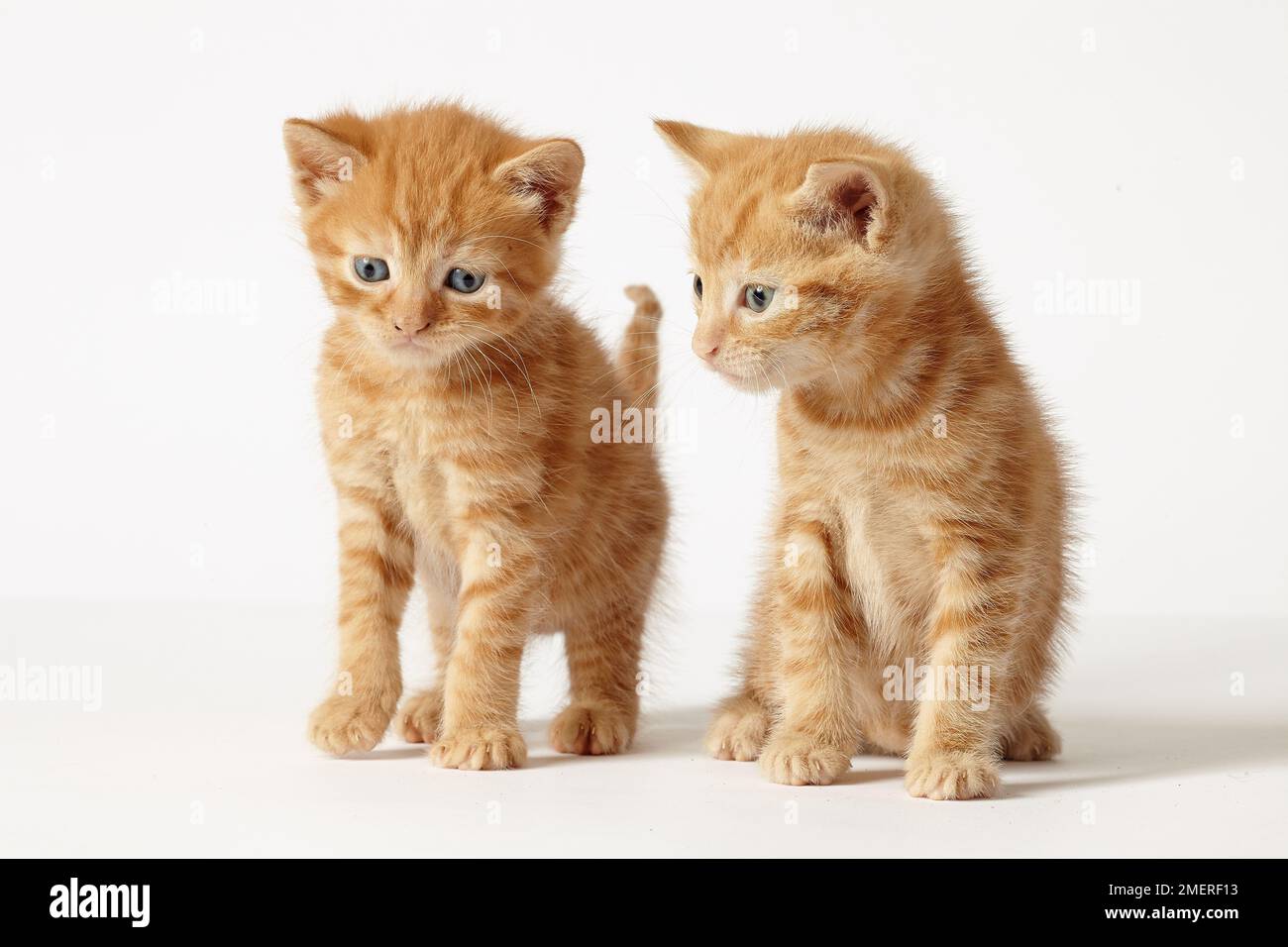 Two ginger British Shorthaired Cross kittens Stock Photo Alamy