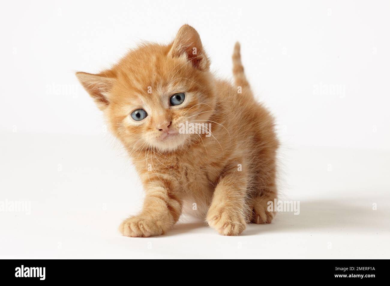 British Shorthaired Cross Kitten, ginger Stock Photo