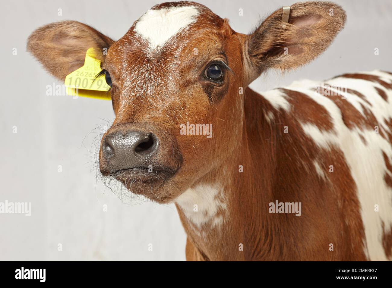 British Blue Cross calf Stock Photo