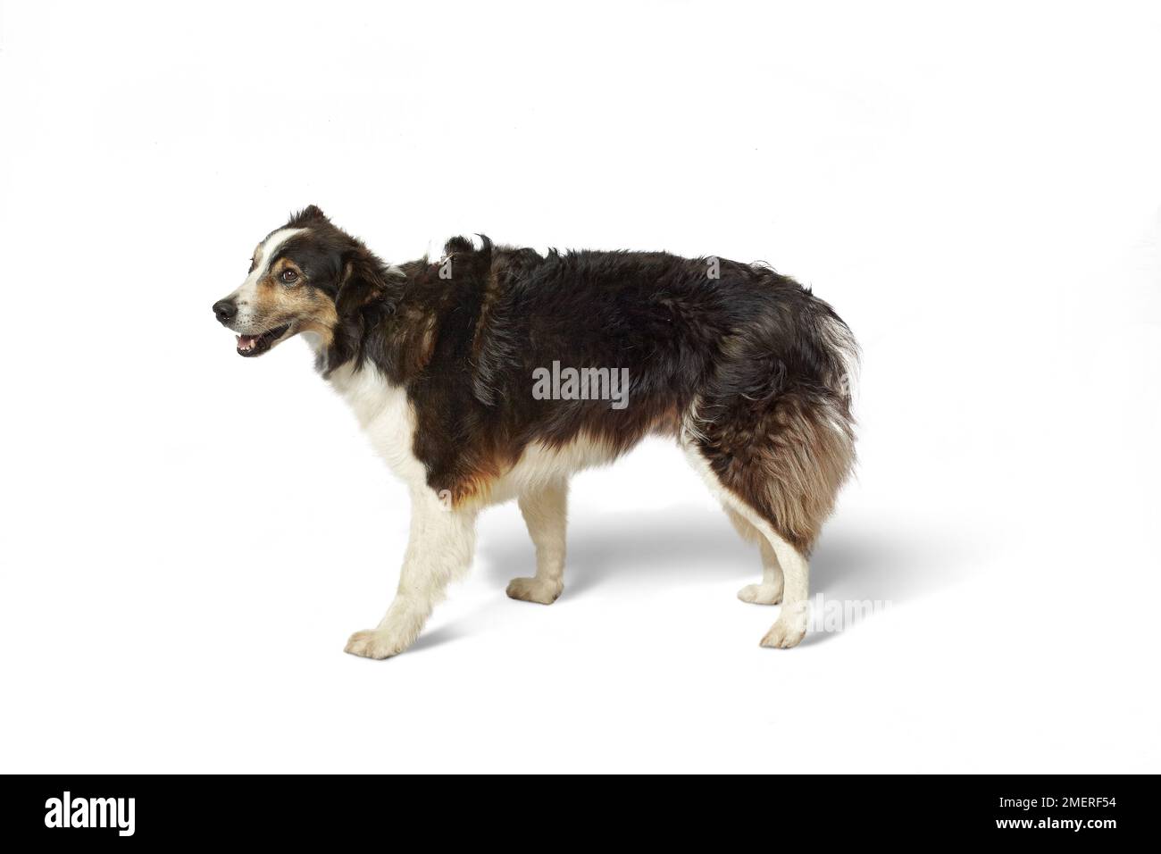 Farm dog, mixed-breed dog Stock Photo