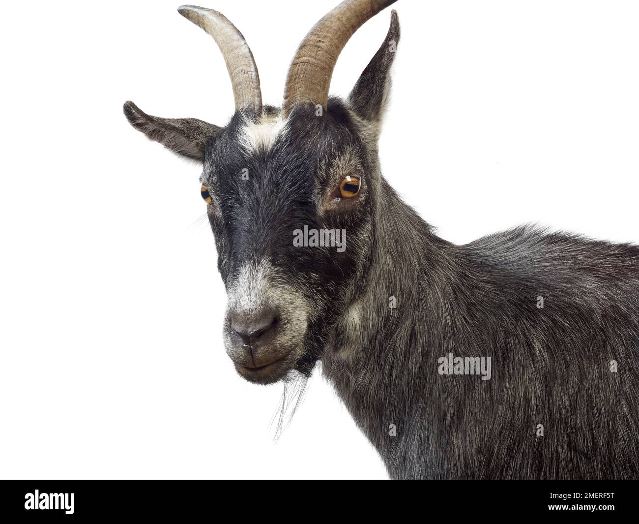 Pygmy goat Stock Photo