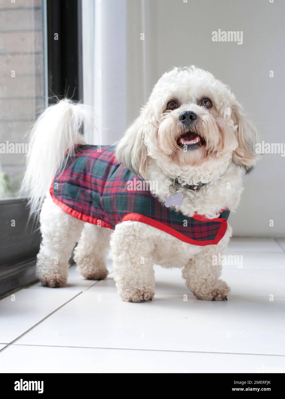 Terrier dog wearing tartan coat Stock Photo Alamy