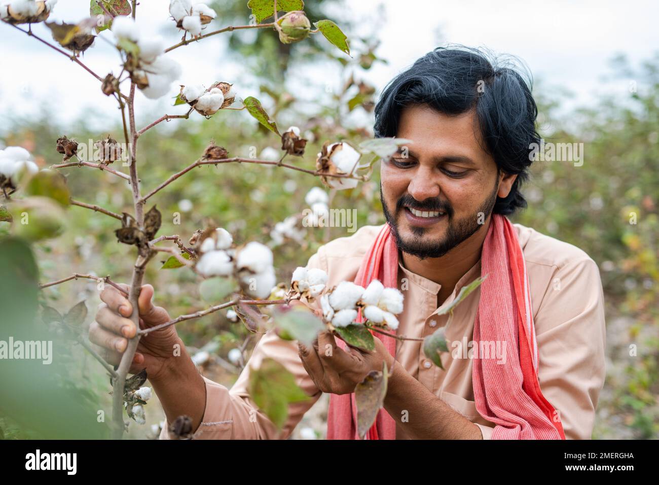 happy Young indian farmer checking cotton crop growth at field - concept of Traditional farming, cultivation and farm produce. Stock Photo