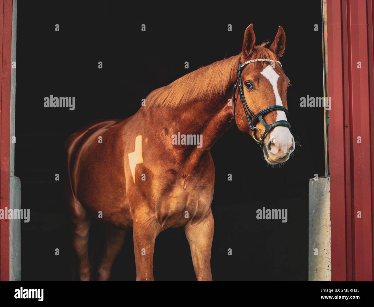Beautiful horse portrait Stock Photo