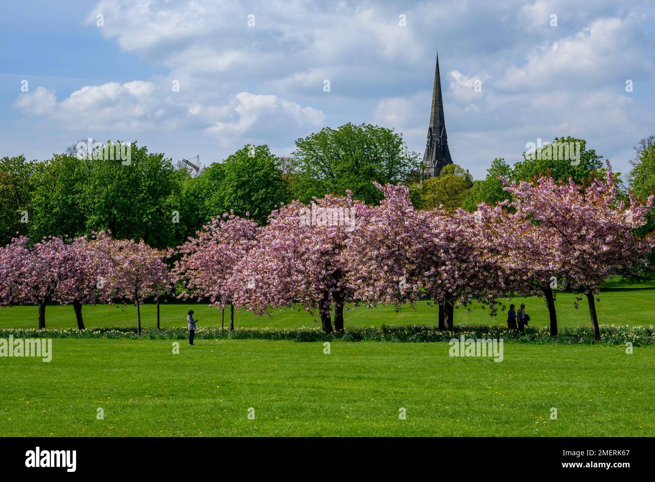 Scenic parkland tree avenue (colourful pink blossom in bloom, relaxing visitors' day-out, blue sky, church spire) - The Stray, Harrogate, England, UK. Stock Photo